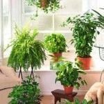 Plantas para purificar el aire en casa