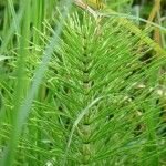 Manejo de plagas y enfermedades en la huerta o el jardín