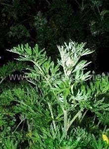 ajenjo Manejo de plagas y enfermedades en la huerta o el jardín