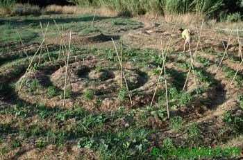 p ocanadulce2 Agricultura sinérgica