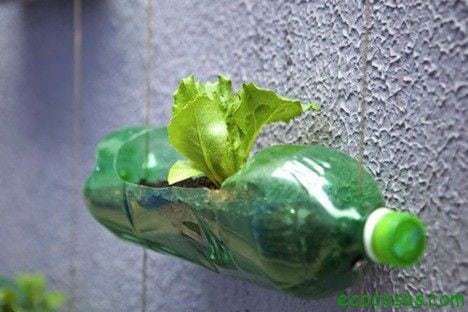 botella maceta Plantar en botellas de plástico