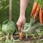 La huerta orgánica de verano