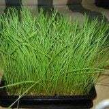 Wheatgrass, pasto de trigo un gran aliado para tu salud