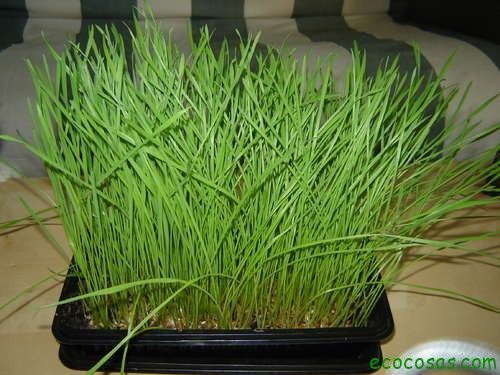 wheatgrass1 Wheatgrass, pasto de trigo un gran aliado para tu salud