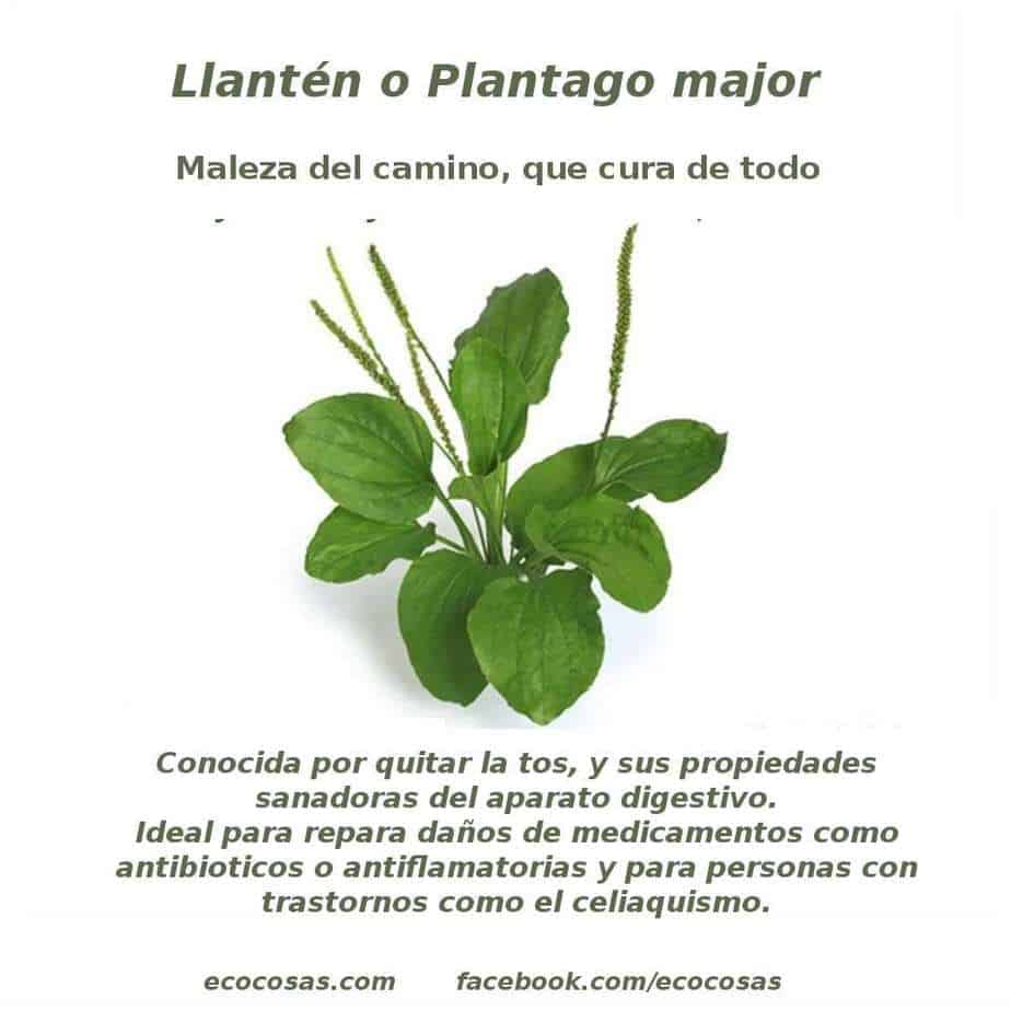 Pacífico Rectángulo infinito Llantén (Plantago major) buenaza que cura | Sabores de Bolivia