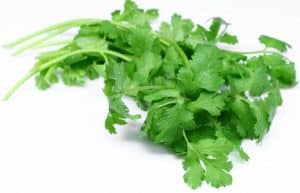 Cilantro Beneficios propiedades usos y para qué sirve