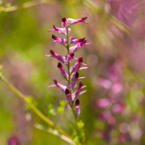 Fumaria Officinalis Propiedades De La Planta Hoja Y Extracto