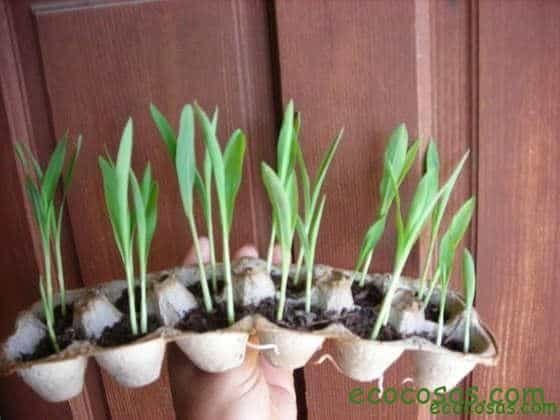 Semilleros de papel periódico 2