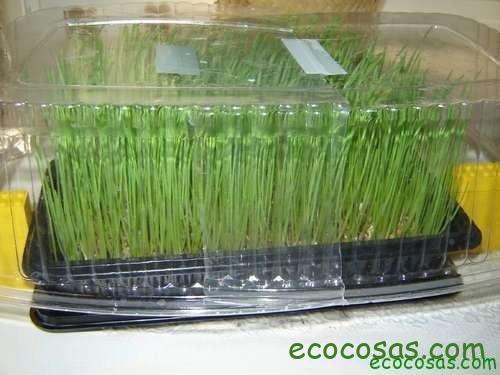 Wheatgrass, hierba de trigo un gran aliado para tu salud 4