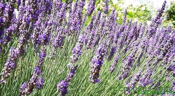 Ahuyenta polillas natural y ecológico 1