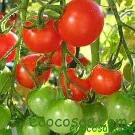 como plantar tomates