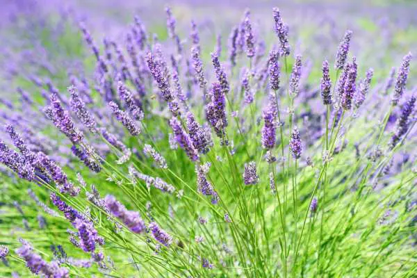 recoleccion de plantas medicinales