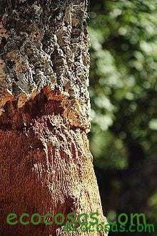 surera Reutilizando corchos 1