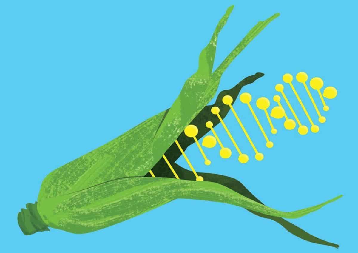 Alimentos Transgenicos Organismos Geneticamente Modificados