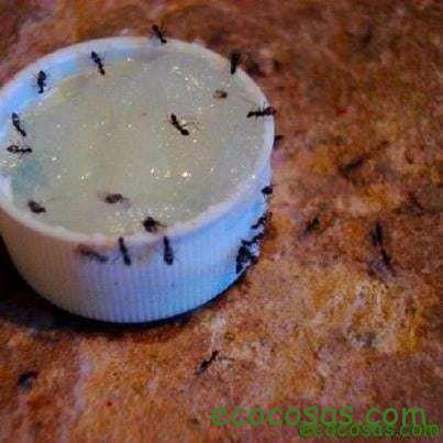 11 Formas de mantener las hormigas fuera de casa 3