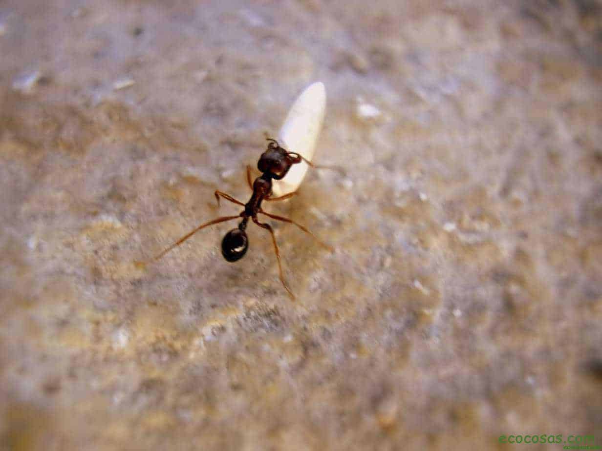 11 Formas de mantener las hormigas fuera de casa 2