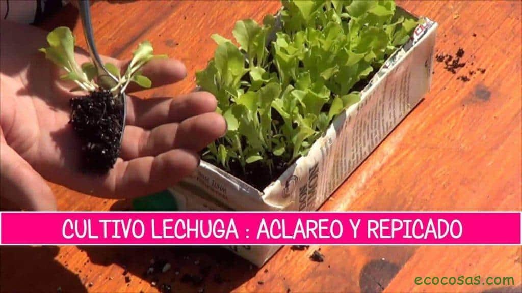 Ecología, Permacultura, Salud Natural, Plantas Medicinales, Como Cultivar, Energías renovables, Bioconstrucción y otros. 4