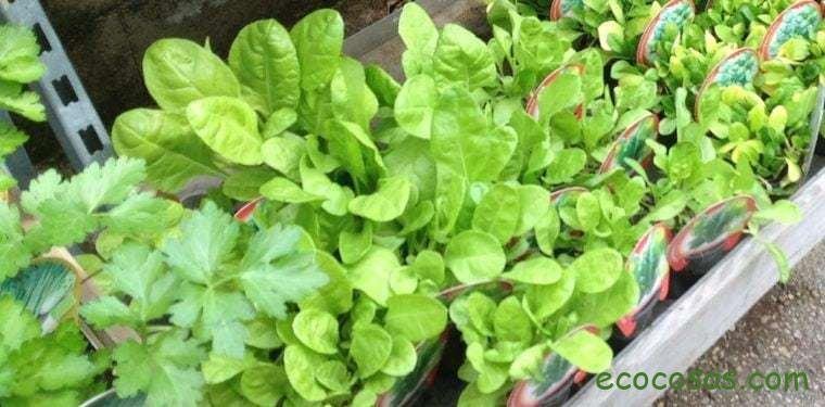 Ecología, Permacultura, Salud Natural, Plantas Medicinales, Como Cultivar, Energías renovables, Bioconstrucción y otros. 10