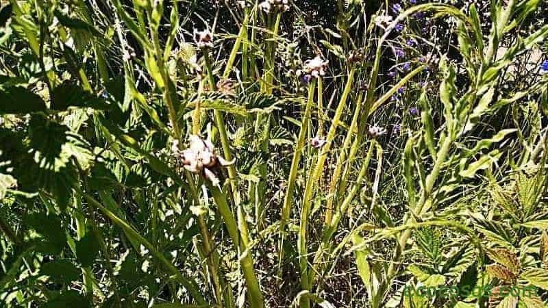 cebollas egipcias creciendo junto a frambuesos y viboreras