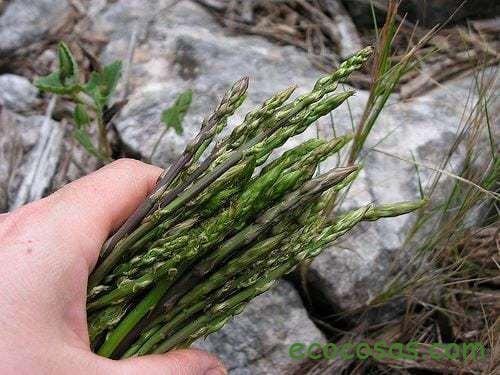 Ecología, Permacultura, Salud Natural, Plantas Medicinales, Como Cultivar, Energías renovables, Bioconstrucción y otros. 10