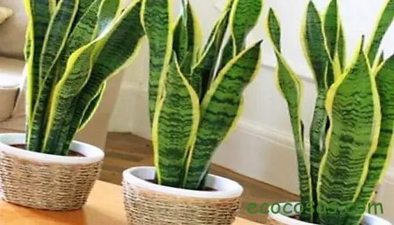 Las 5 mejores plantas para filtrar las toxinas del baño 1