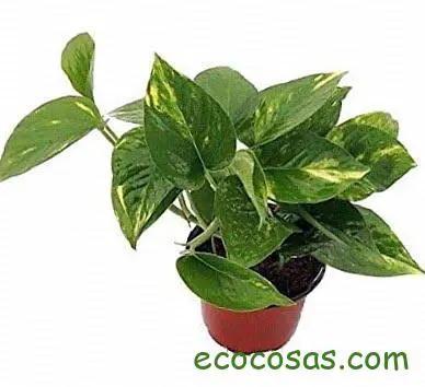 Plantas para purificar el aire en casa 2 Plantas para purificar el aire en casa 2