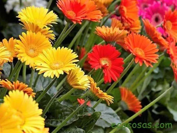 Las 5 mejores plantas para filtrar las toxinas del baño 5