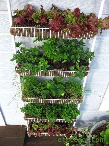 my_spice_rack_garden2