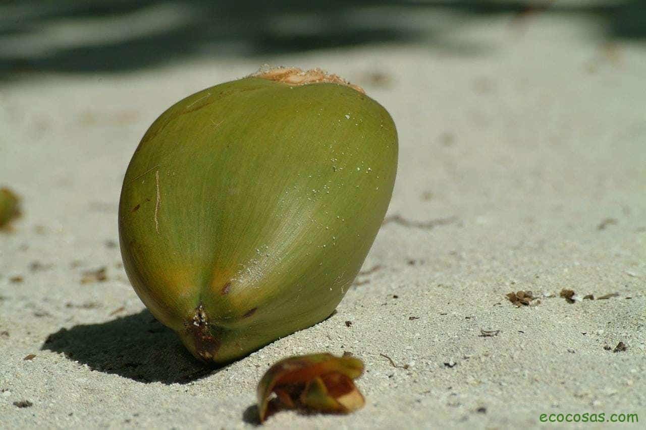 para que sirve el aceite de coco