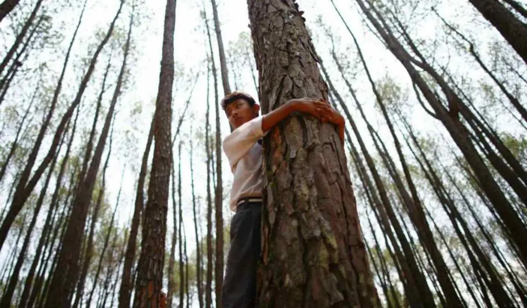 abrazar un arbol