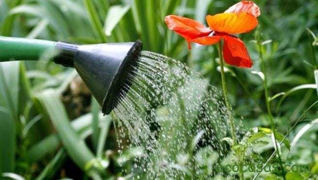 Ecología, Permacultura, Salud Natural, Plantas Medicinales, Como Cultivar, Energías renovables, Bioconstrucción y otros. 3