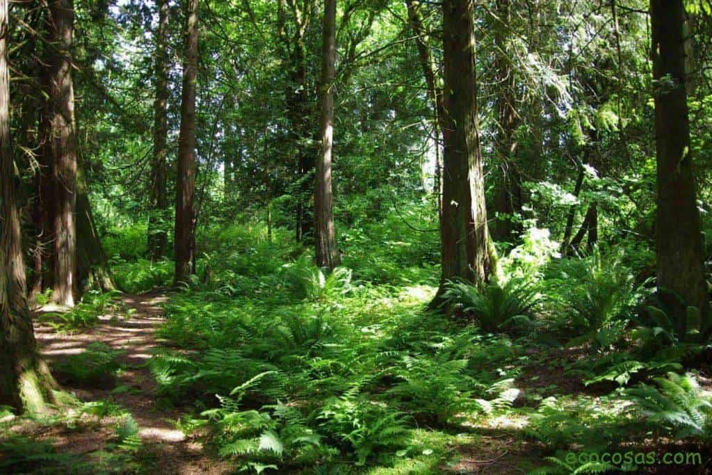 Ecología, Permacultura, Salud Natural, Plantas Medicinales, Como Cultivar, Energías renovables, Bioconstrucción y otros. 4