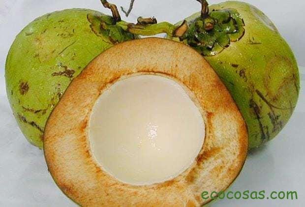 Limpiar el petróleo del mar con fibras de coco 1 coco verde para limpiar el mar