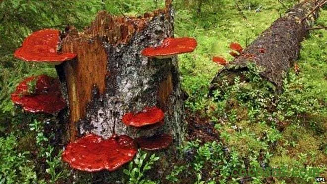 Reishi o Ganoderma lucidum, el hongo de la inmortalidad 1 reishi