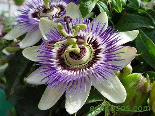 pasiflora