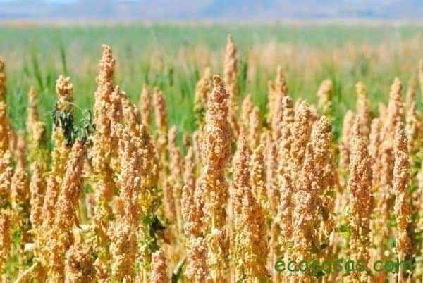 propiedades de la quinoa