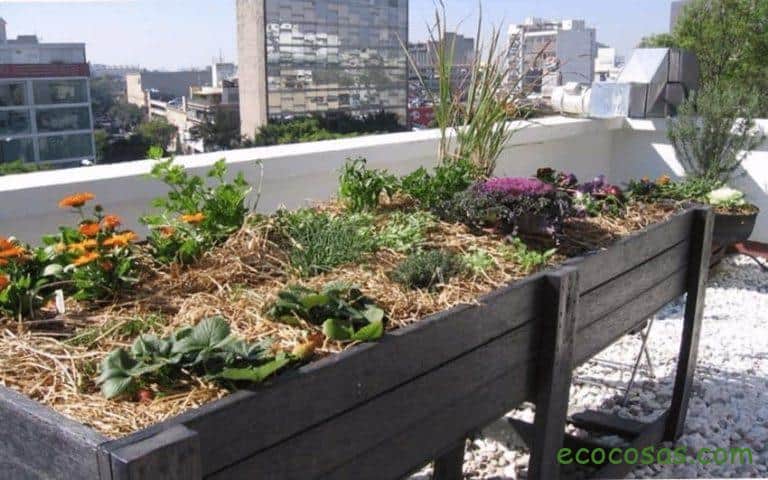 Huerto En Macetas O Macetohuerto Cultivos Que Plantar