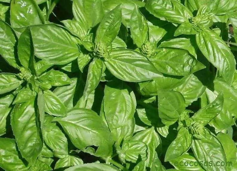 Albahaca: propiedades, cultivo, usos, cuidados y beneficios de esta planta 1