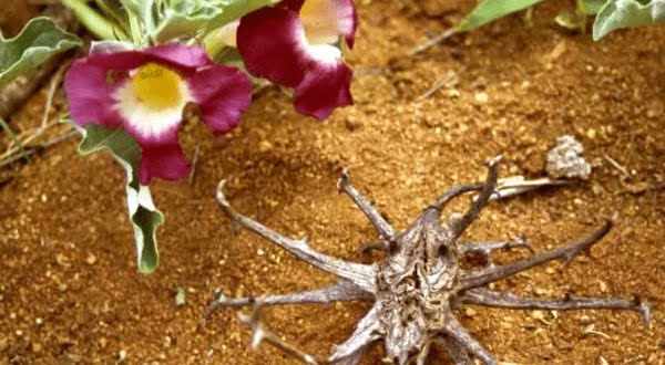 Las Mejores Plantas Para Aliviar El Dolor Ecocosas