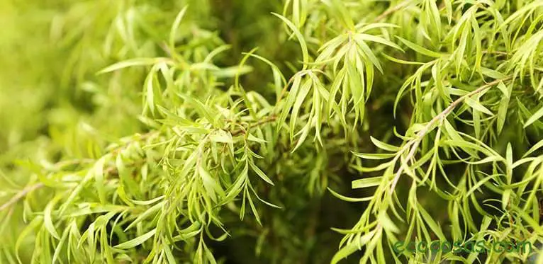 Como eliminar el moho de tu casa ¡Y sin Tóxicos! 2 quitar moho pared