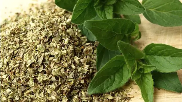 beneficios del oregano