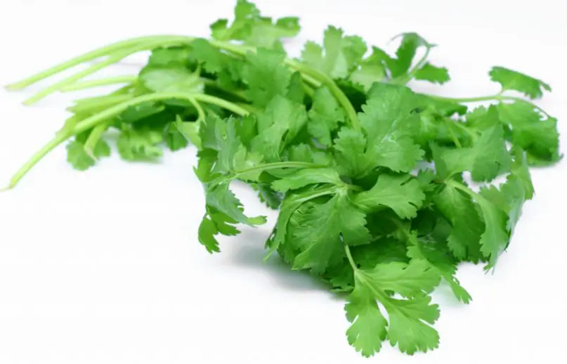 Cilantro. Beneficios, propiedades, para qué sirve y sus contraindicaciones 2 beneficios del cilantro