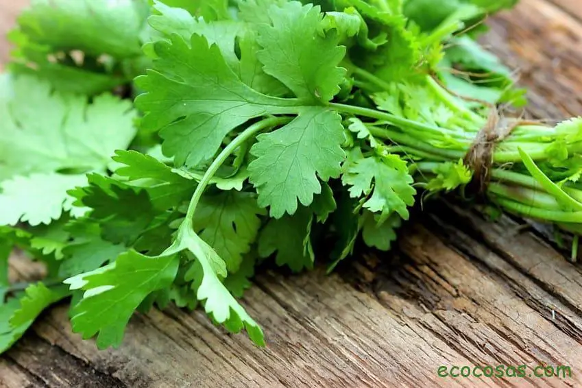 Cilantro. Beneficios, propiedades, para qué sirve y sus contraindicaciones 1 cilantro