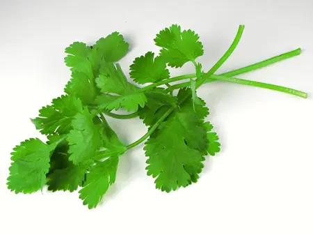 Cilantro. Beneficios, propiedades, para qué sirve y sus contraindicaciones 3 para que sirve el cilantro