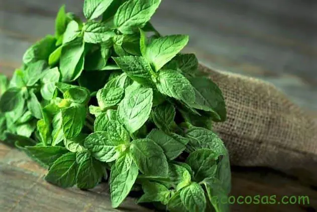 Menta: los impresionantes beneficios de esta planta 1 beneficios de la menta