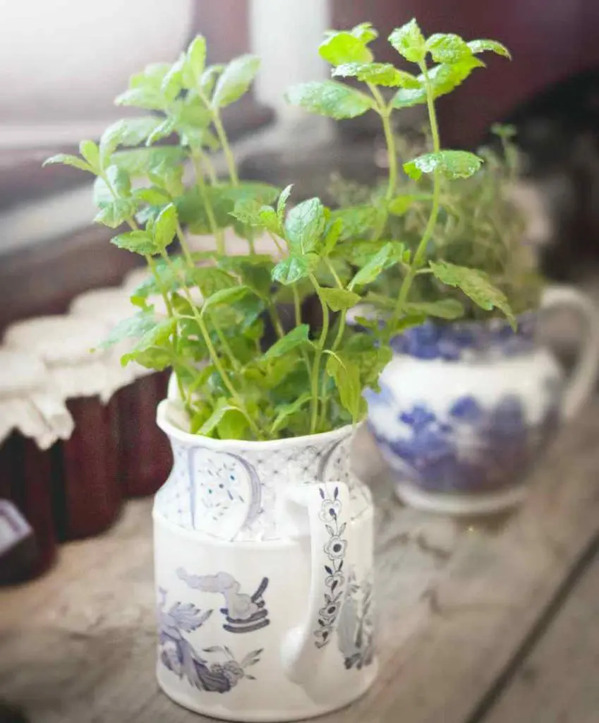 Menta: los impresionantes beneficios de esta planta 2 menta