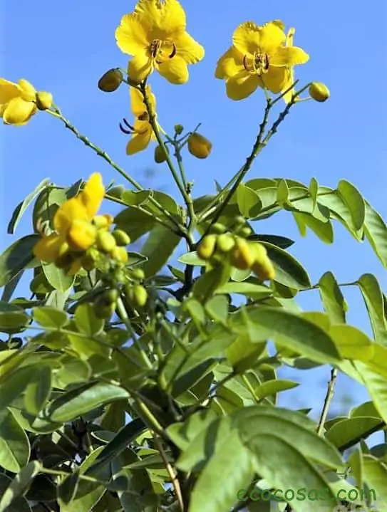 Cassia angustifolia