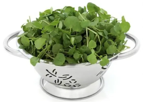 Berro: sus propiedades y 10 beneficios para la salud 2 berro