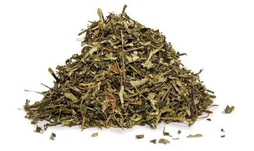 Chancapiedra o rompepiedras, conoce para qué usar esta hierba 2 chanca piedra