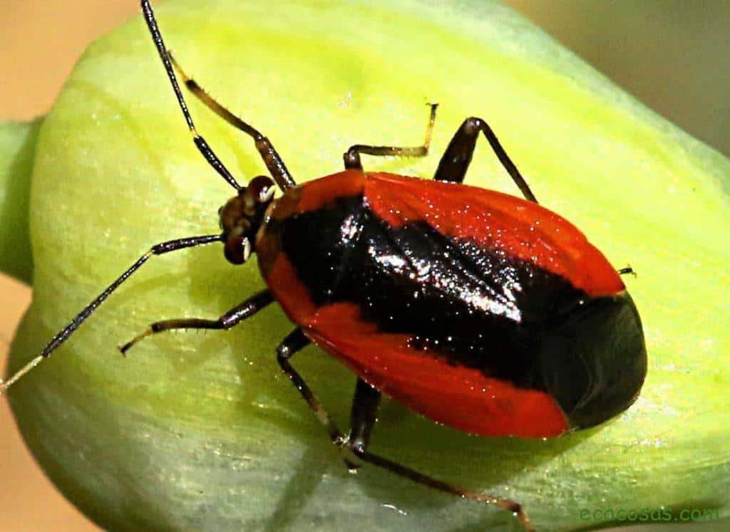 insecticidas y fertilizantes